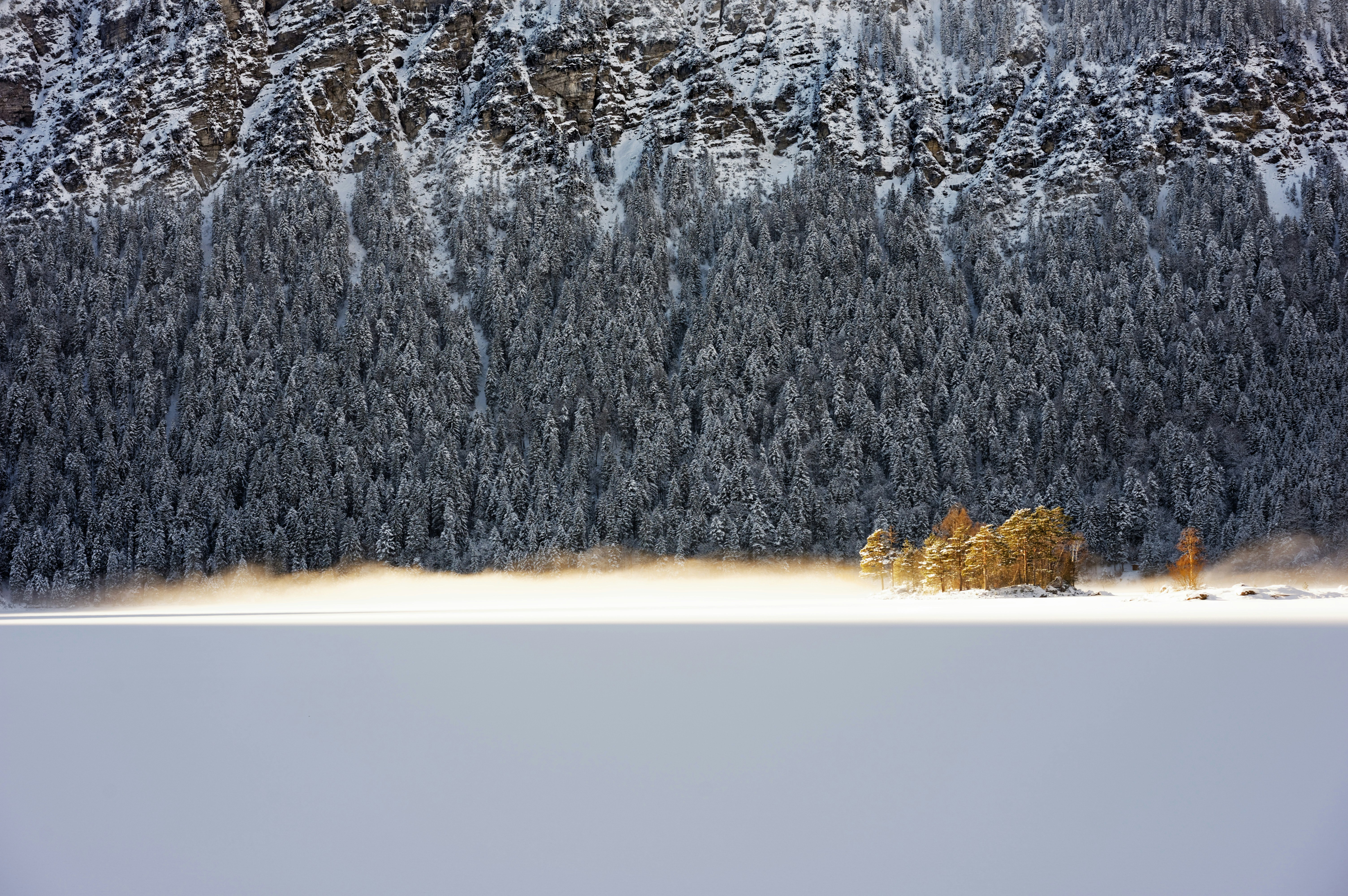 gray pine trees